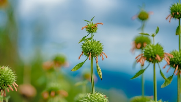 Growing Sprout Tree