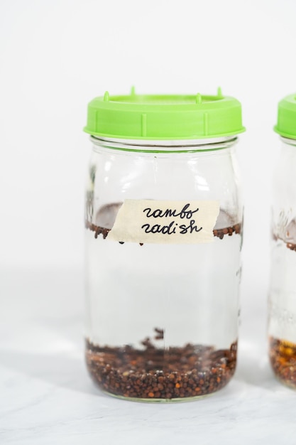 Growing sprouts in a jar