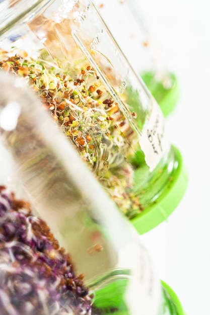 Growing sprouts in a jar