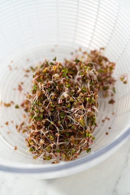 Photo growing sprouts in a jar