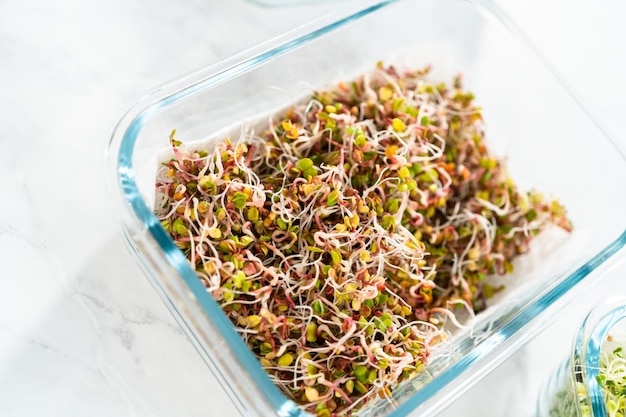 Growing sprouts in a jar