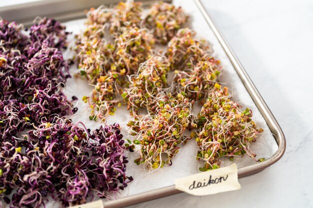 Growing sprouts in a jar