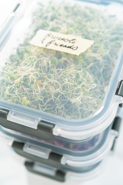 Growing sprouts in a jar