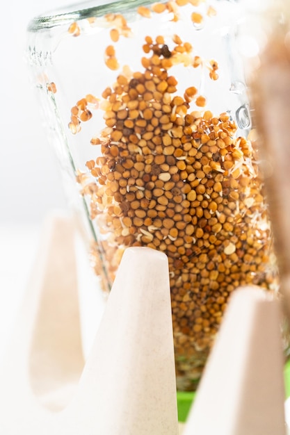 Photo growing sprouts in a jar