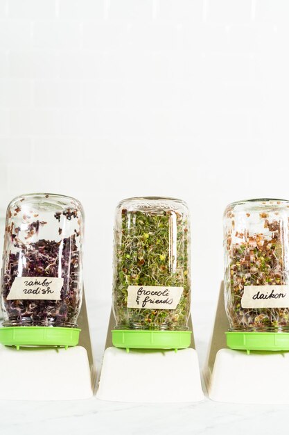 Photo growing sprouts in a jar