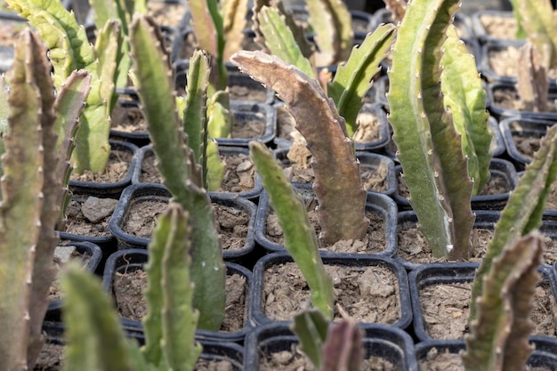 Growing stepelia plants in a plastic containers