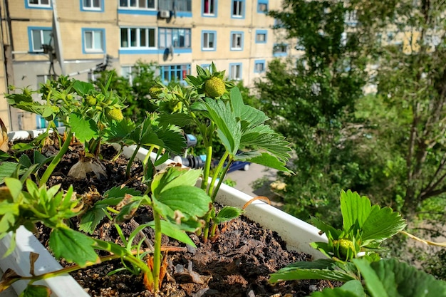 Growing strawberries at home on the windowsill