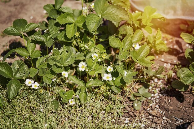 Growing strawberries in the spring in the garden Spring sunny day High quality photo