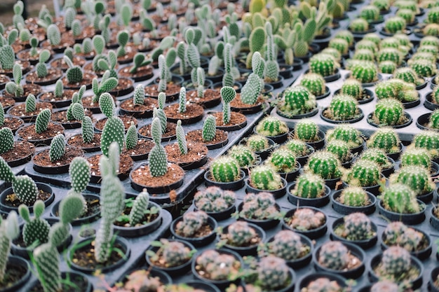 Growing succulent cactus plant in pot