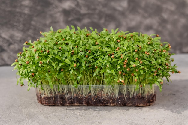 Coltivare germogli di coriandolo micro verdi in crescita