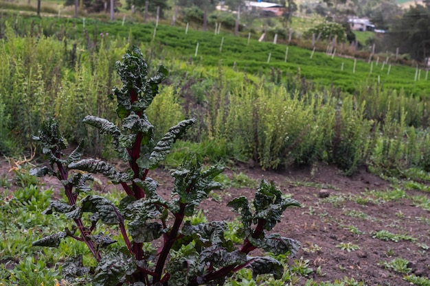 Growing swiss chard plant in the home garden