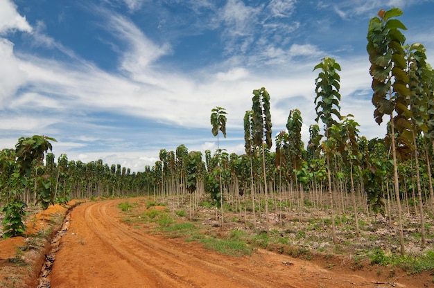 A growing Teak tree plantation Panama Central America