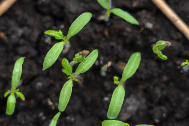 Growing tomato at home, small tomato sprouts