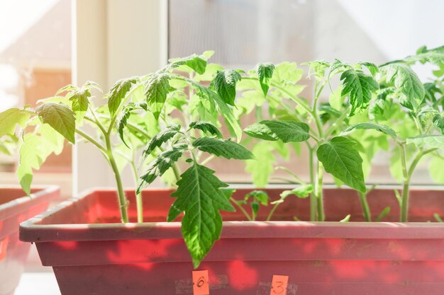 Growing tomato seedlings on the windowsill by the window