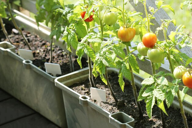 growing tomatoes on a balcony