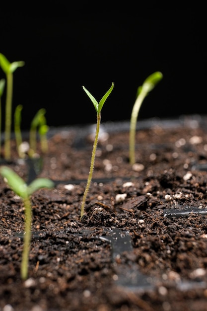 Growing tomatoes from seeds many sprouts sprouted