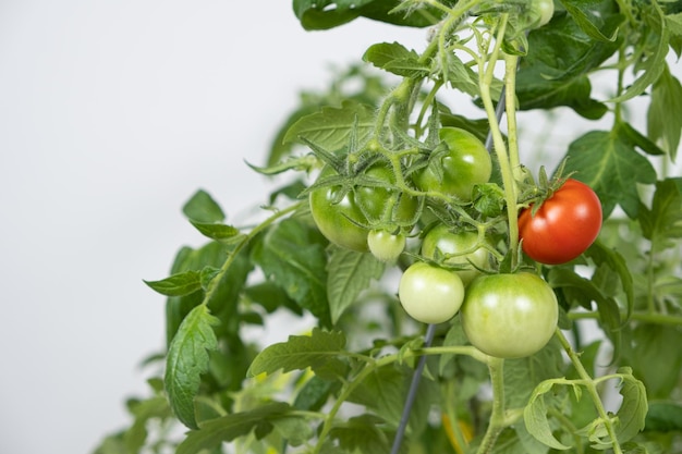 Growing tomatoes from seeds step by step Step 13 ripe tomatoes