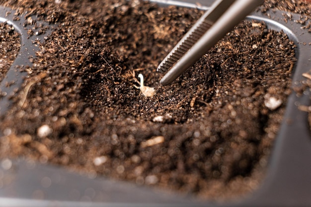 Growing tomatoes from seeds step by step