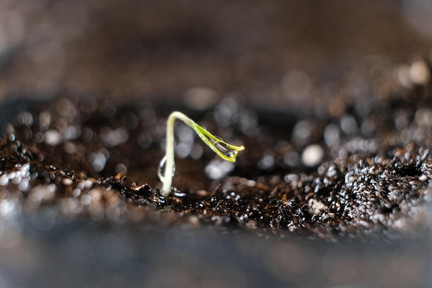 写真 最初の芽を種から育てるトマト