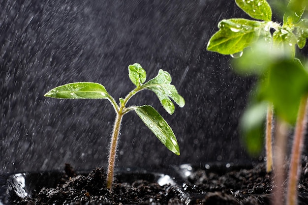 Growing tomatoes from seeds watering grown sprouts