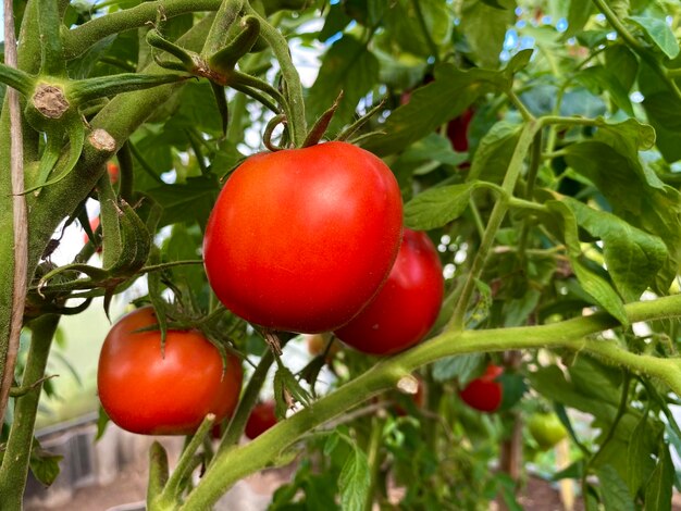 Growing tomatoes in a greenhouse