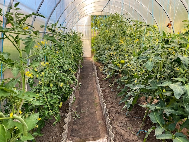 온실에서 토마토 재배
