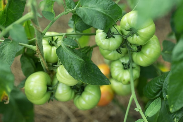 Growing tomatoes in high beds inside a greenhouse Farming drip irrigation