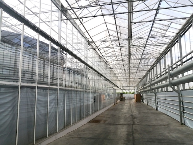 Growing tomatoes in a hydroponic greenhouse with natural light. Green tomato leaves with growing fruit