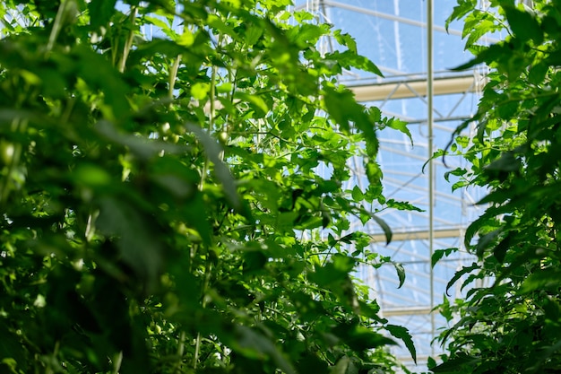 Growing tomatoes in a hydroponic greenhouse with natural light