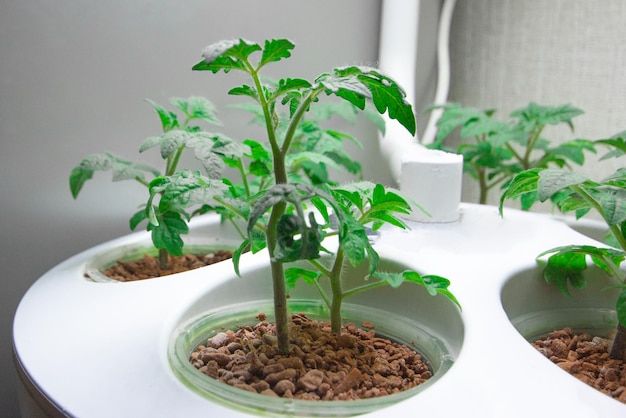 Growing tomatoes indoors aeroponic hydroponic installation for
growing plants tomatoes indoors seedlings with automatic watering
and illumination home plantation