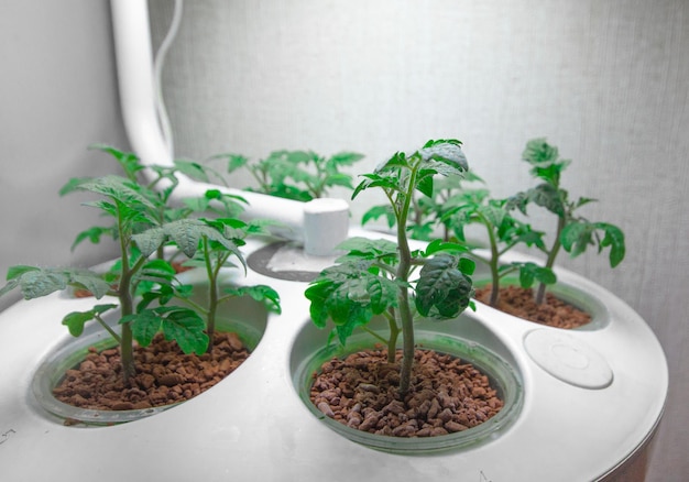 Growing tomatoes indoors aeroponic hydroponic installation for\
growing plants tomatoes indoors seedlings with automatic watering\
and illumination home plantation