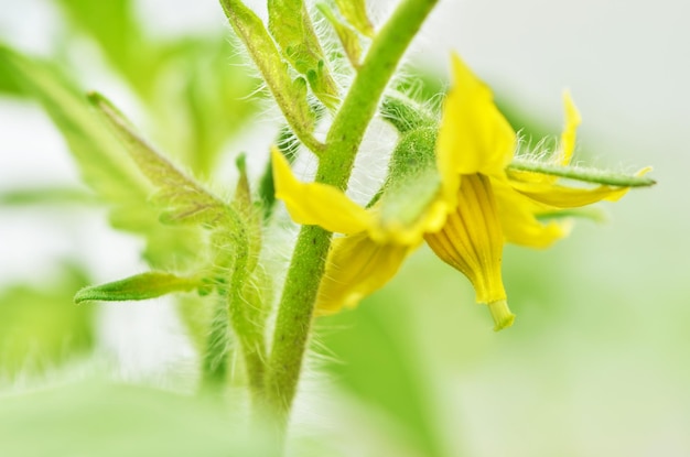 写真 ベッドでトマトを育てる。茎にトマトの花。