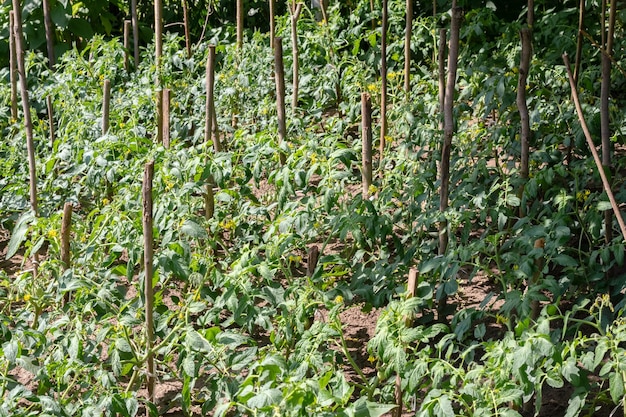 Growing tomatoes outdoors Tomatoes are tied to sticks Agriculture Home harvest