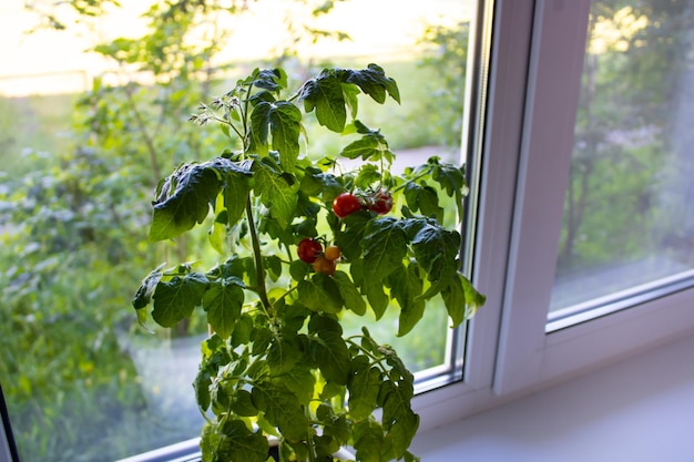 Growing tomatoes on a windowsill. Red fruits of tomatoes in a pot on the window. Growing tomatoes indoors.