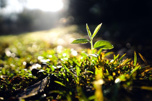 Photo growing tree on summer green grassnature light