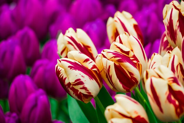 Foto tulipani in crescita fiori freschi nel campo della fattoria buona primavera