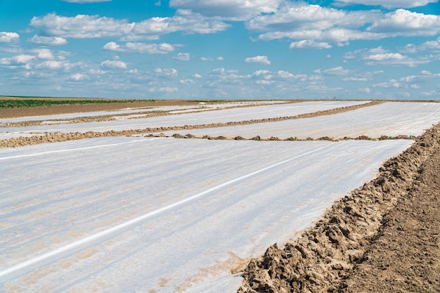 Growing vegetables in the field in early spring