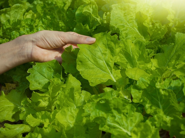 野菜の栽培そして緑の葉野菜。それは健康愛好家のための食べ物です。