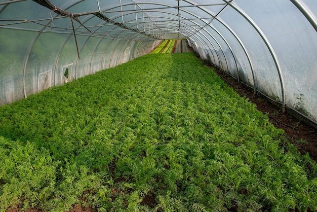 Growing vegetables in a greenhouse