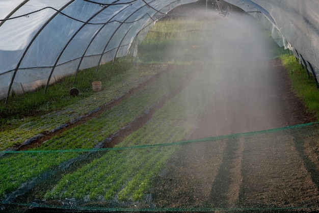 Growing vegetables in a greenhouse