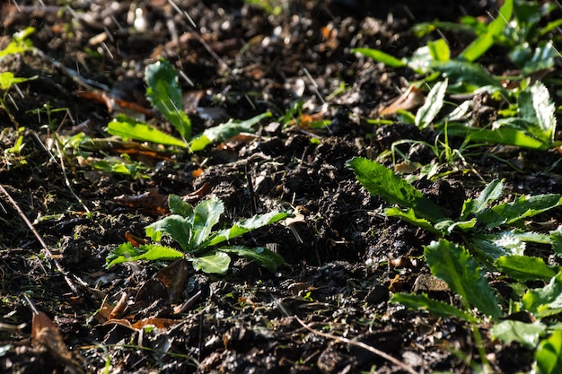 Coltivazione di verdure (prezzemolo o culantro) a terra e irrigazione per la crescita