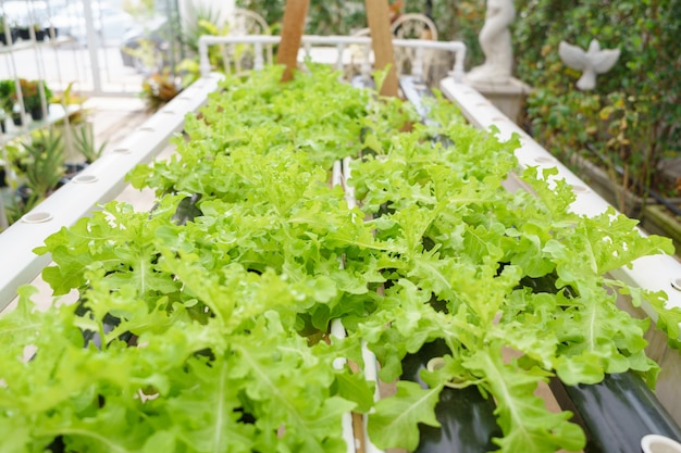 土壌を使用したり、別のタイプの水耕野菜栽培を呼び出したりせずに野菜を栽培する