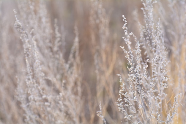 Growing wormwood wild grass in the field in autumn. wormwood\
healing herb concept