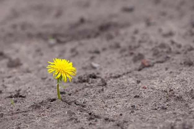 Growing  yellow flower sprout