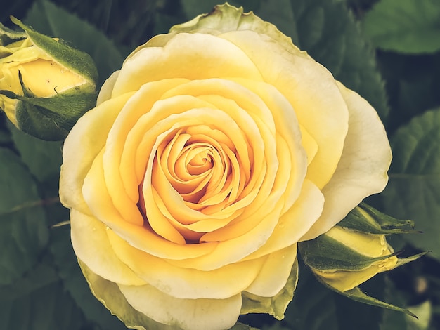 Growing yellow rose close-up