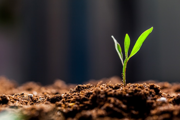 Photo growing young green corn seedling sprouts in cultivated agricultural farm field