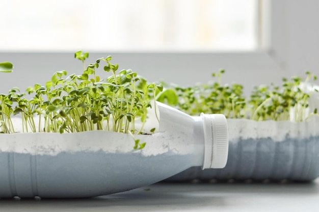 Growing young green seedlings in DIY plastic pots made from cut plastic bottles Recycle and reusable green garden concept