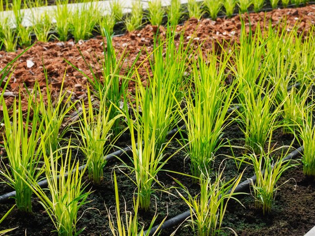 Growing young organic rice in vegetable plots garden, home plantation