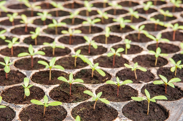 Growing young plants in nursery with plastic tray