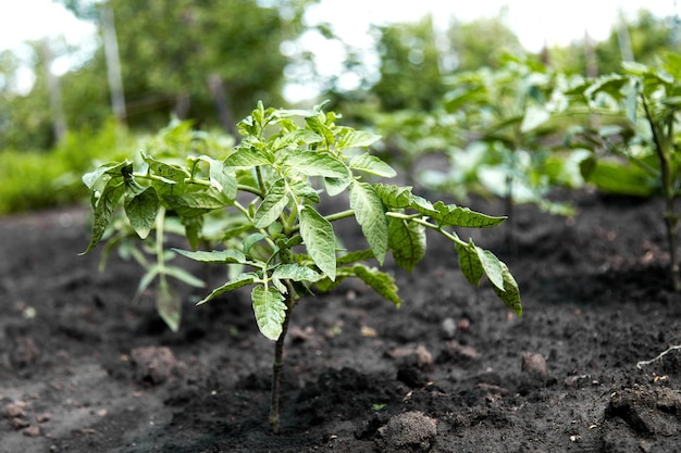 growing your tomato plants vegetables in the garden